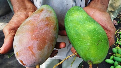 Trung Quốc 'tuýt còi' xoài Việt