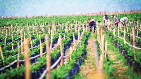 HAGL Agrico (HNG) xin gia hạn thời gian nộp báo cáo tài chính quý 4/2022