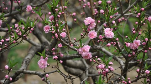 Chứng khoán 7/2: Thị trường khai xuân rực rỡ, VN-Index tăng gần 19 điểm 