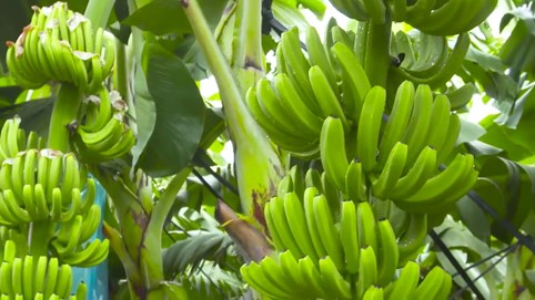 Hoàng Anh Gia Lai (HAG) xin ý kiến cổ đông để dùng thặng dư vốn cổ phần xóa khoản lỗ lũy kế hơn 7.000 tỷ đồng