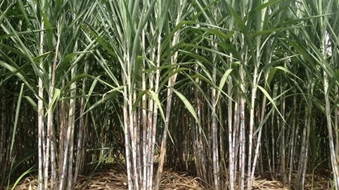 Ngành mía đường gặp khó