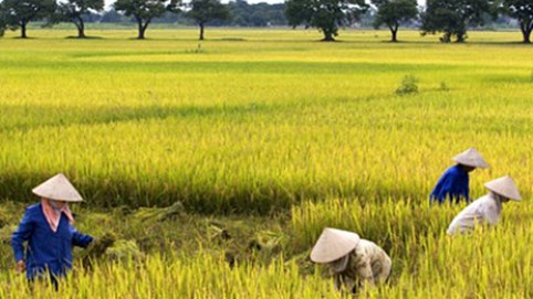 Mô hình cánh đồng lớn ở Đồng bằng Sông Cửu Long ngày một… ‘lụi tàn’!