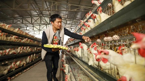 Từ gà con đến linh kiện, Trung Quốc vẫn phải nhập khẩu dài dài