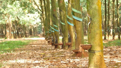 Kinh doanh giảm sút, Cao su Đồng Phú (DPR) hủy phương án tạm ứng cổ tức 2022