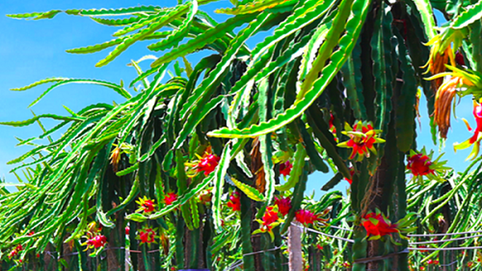 Sếp Thaco và CEO HAGL rút khỏi công ty nông nghiệp của Bầu Đức