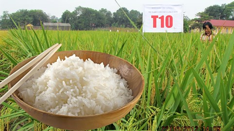 Gạo Hưng Cúc: Thơm hương quê lúa Thái Bình 