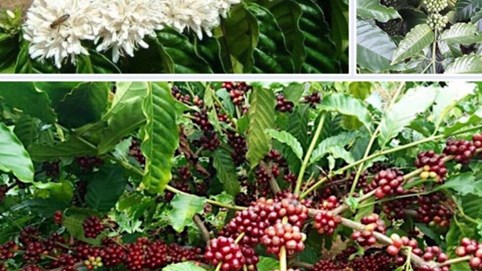 Lối đi nào để cà phê Việt khẳng định thương hiệu? 