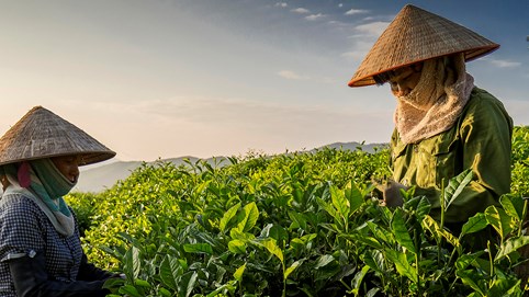 Thái Nguyên: Mô hình sản xuất chè an toàn, nâng cao giá trị và phát triển bền vững
