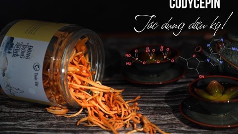 Nấm Thuần Việt: Bí quyết vàng khơi nguồn sức khỏe 