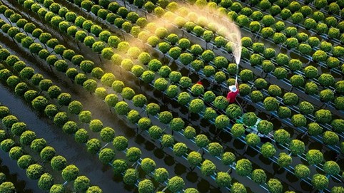 Về Sa Đéc để chìm đắm vào “Vương quốc của các loài hoa” dịp Tết đến xuân về