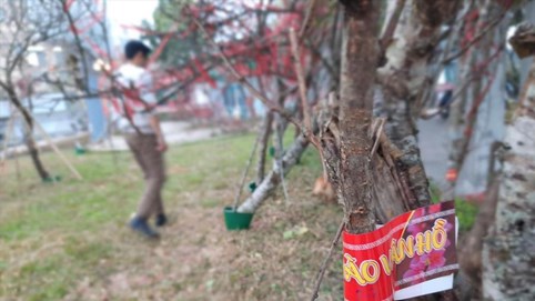 Đào "dán tem" nhộn nhịp xuống phố