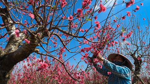 Cắt cành dăm cây đào 10 triệu để bán giá 50.000 đồng vì ế
