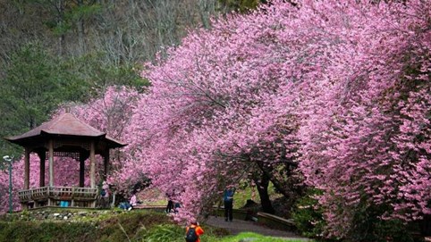 Mùa hoa anh đào trên nông trường Vũ Lăng