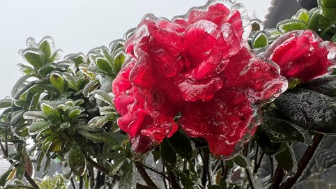 Đỗ quyên nở đỏ rực rỡ trong băng trên đỉnh Fansipan