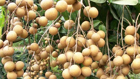 Khám phá sản vật Miền Nam Việt Nam (Kỳ 4): nhãn xuồng cơm vàng, bánh khọt Vũng Tàu, rượu đế Hòa Long, ốc vú nàng Côn Đảo