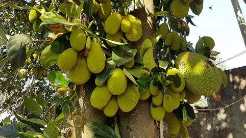 Khám phá sản vật Miền Nam Việt Nam (Kỳ 3): mít tố nữ Long Thành, mận đỏ An Phước, bưởi Tân Triều, rượu đế Bến Gỗ