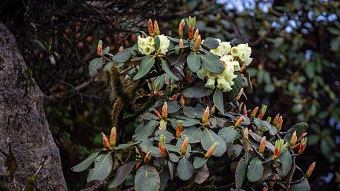 Đỉnh Fansipan rực rỡ sắc hoa đỗ quyên vàng đúng dịp 30/4 - 1/5