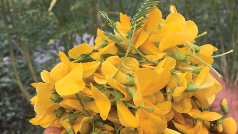 Khám phá sản vật miền Nam Việt Nam (Kỳ 10): bông điên điển, bông súng mắm kho, cá lóc nướng trui, nem Lai Vung