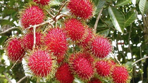 Khám phá sản vật miền Nam Việt Nam (Kỳ 17): bưởi Năm Roi Bình Minh, cam sành Tam Bình, chôm chôm Bình Hòa Phước, bánh ú Vĩnh Long