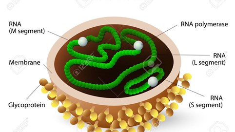 Chủng virus mới khiến 7 người Trung Quốc tử vong