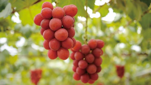 Chùm nho Nhật giá 2 chỉ vàng, muốn mua phải 'xếp hàng'