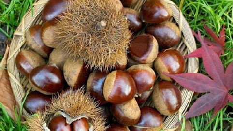 Khám phá sản vật miền Bắc Việt Nam (Kỳ 3): hạt dẻ Trùng Khánh, rau dạ hiến, mận máu Bảo Lạc, lê Đông Khê