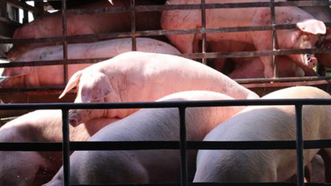 Giá lợn hơi lao dốc mạnh, người chăn nuôi vừa tái đàn đã thua lỗ nặng