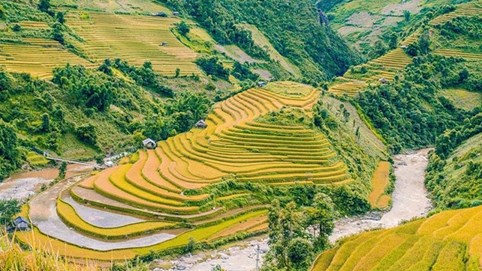 Mùa gặt 'hạt vàng' ở ruộng bậc thang Y Tý