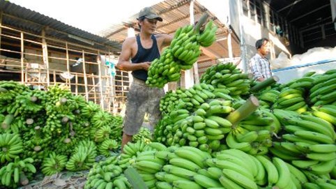 Rau quả vào thị trường Trung Quốc gặp khó khăn kép