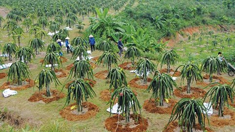 Nghịch lý dòng chảy FDI vào nông nghiệp