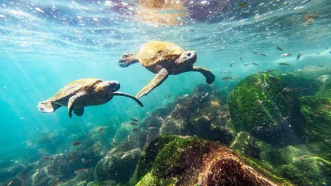 Ngỡ ngàng với hệ sinh thái của Galapagos - Quần đảo đẹp nhất hành tinh