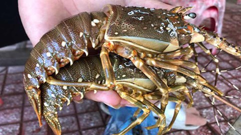 Tôm hùm tăng giá gấp 2-3 lần, cửa hàng mong khách 