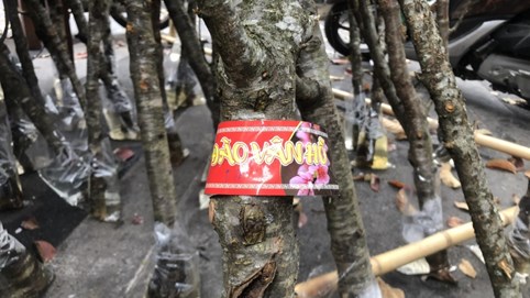 Đào rừng 'có tem’ nét khác biệt của Tết Tân Sửu