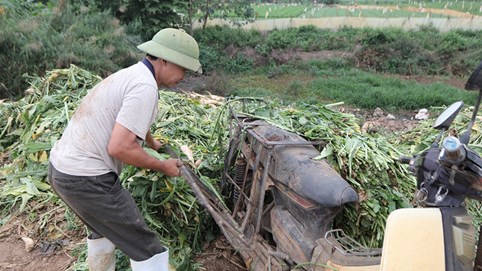 Nông dân Hà Nội đổ bỏ nhiều tấn rau, củ