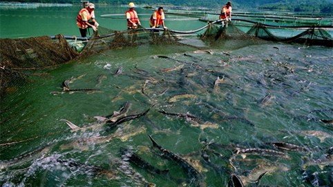 Những bất thường trong nhập khẩu cá tầm