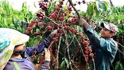 Cà phê nhường bước hồ tiêu