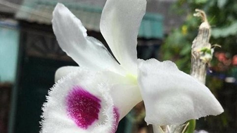 Lan đột biến giá tiền tỷ, giá trị thật hay chỉ là chiêu trò?