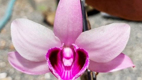 Giao dịch lan đột biến tiền tỷ có phải nộp thuế?