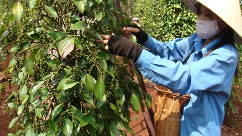 Gian nan đường về của hạt tiêu Việt tại Nepal