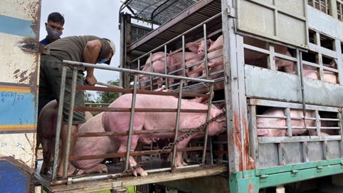 Heo thịt Thái Lan từng không cạnh tranh được với heo Việt, phải bán lỗ vốn