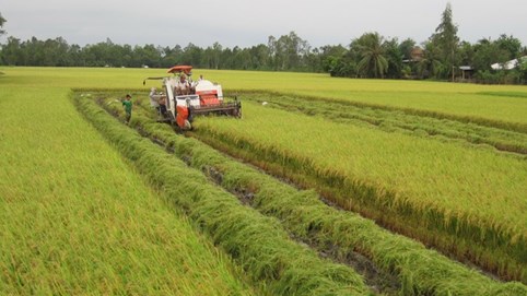 Việt Nam có bao nhiêu diện tích lúa đạt tiêu chuẩn GAP/VietGAP?