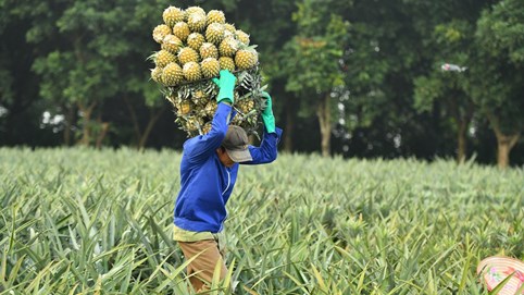 Nông sản Việt bại trận vì chi phí logistics