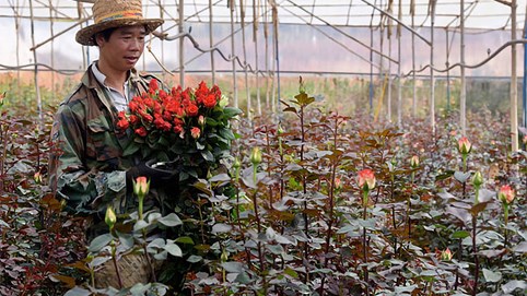 Hoa hồng ở 'thủ phủ' hoa Đà Lạt khan hiếm, giá tăng gần gấp đôi cận ngày 20/10