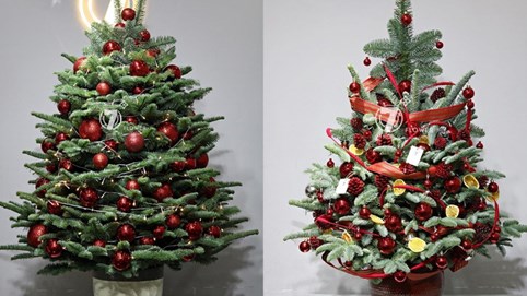 Thông Noel đi máy bay về Việt Nam, 30 triệu đồng/cây vẫn cháy hàng