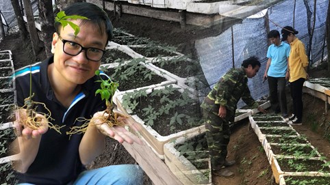 Sâm Ngọc Linh - báu dược trời Nam