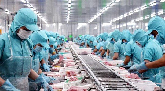 Xuất khẩu cá tra 11 tháng vượt mốc 2 tỷ USD