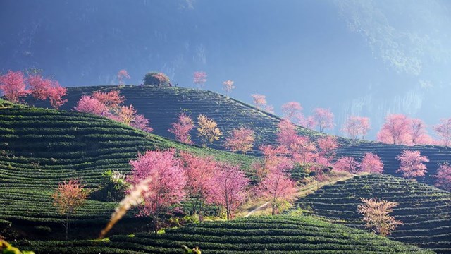 Hơn 2.400 tỷ đồng đầu tư Khu đô thị sinh thái Đồi chè Ô Quý Hồ tại Sa Pa