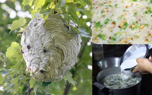 Món cháo nhộng ong nấu với nước cốt dừa được cho là ngon nhất. Món cháo nhộng ong nấu với nước cốt dừa được cho là ngon nhất.