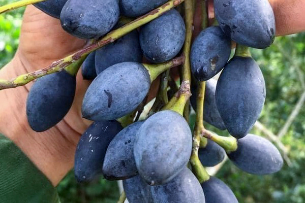 Trám đen có giá trị cao hơn trám trắng. Trám đen có giá trị cao hơn trám trắng.