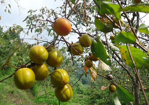 Giữa tháng 8 âm lịch là mùa hồng Bảo Lâm chín rộ được người dân thu hái bán tại vườn. Giữa tháng 8 âm lịch là mùa hồng Bảo Lâm chín rộ được người dân thu hái bán tại vườn.